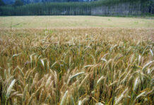 Технология выращивания тритикале