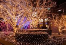 Подсветка деревьев: идеи и варианты