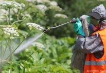 Эффективные методы борьбы с борщевиком