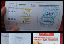 Как заполнять ветеринарный паспорт собаки?