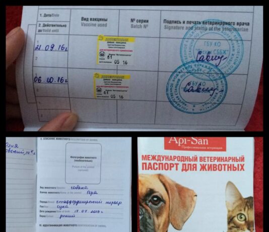 Как заполнять ветеринарный паспорт собаки?