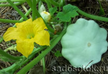 Патиссоны: посадка и уход в открытом грунте