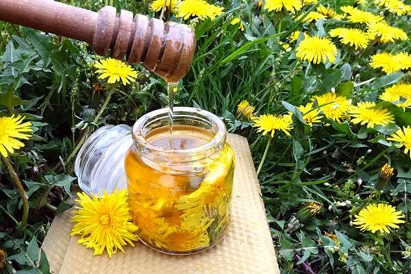 
Как приготовить вкуснейший мед из одуванчиков                