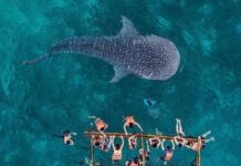Прогулка с китовыми акулами в Себу на Филиппинах