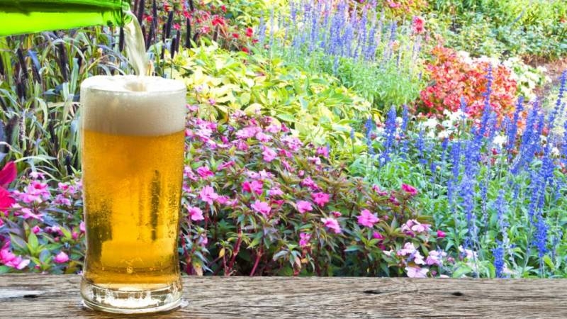 
Безопасная доза: сколько пива можно выпить за день                