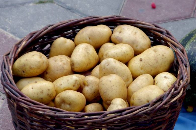 
Как хранить картофель: советы для долгого сохранения свежести корнеплода                