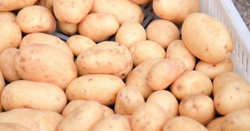 
Как хранить картофель: советы для долгого сохранения свежести корнеплода                