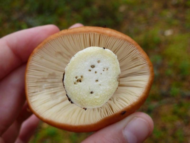 
Как отличить хороший белый гриб от ложного: описание, виды, полезные свойства                