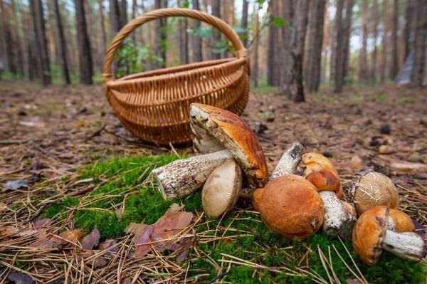 
Как отличить хороший белый гриб от ложного: описание, виды, полезные свойства                