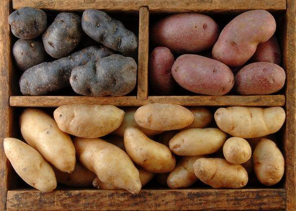 
Картофельный урожай-2023: когда последний срок копать картошку в сентябре                