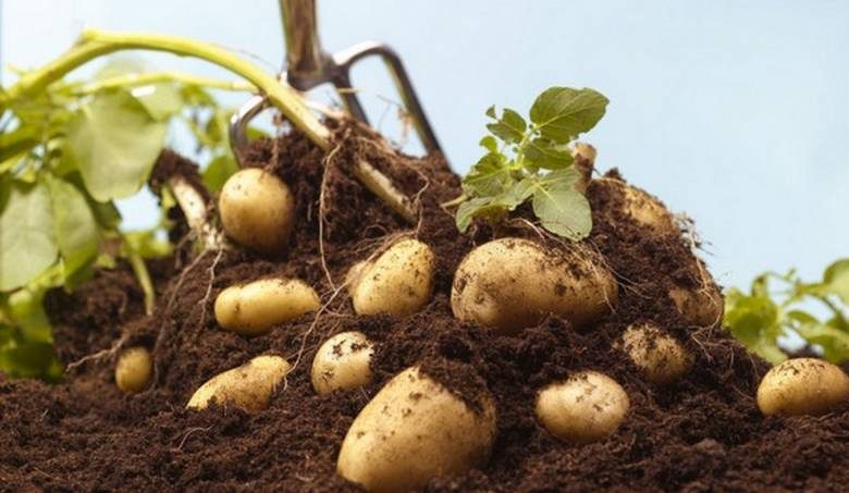 
Картофельный урожай-2023: когда последний срок копать картошку в сентябре                