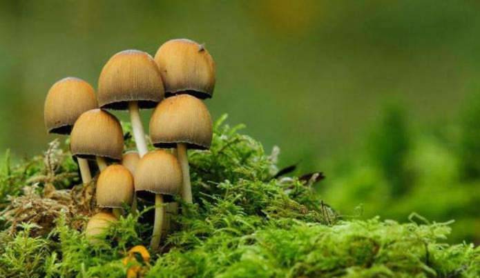 
«Много грибов — много гробов»: что означает эта жуткая примета                