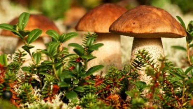 
«Много грибов — много гробов»: что означает эта жуткая примета                