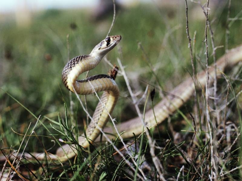 
Почему на праздник Матфея Змеесоса 22 августа змеи становились наиболее опасными                