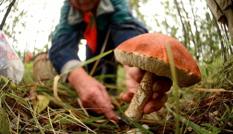 
Советы бывалых грибников: как отмыть руки от маслят и других грибов                
