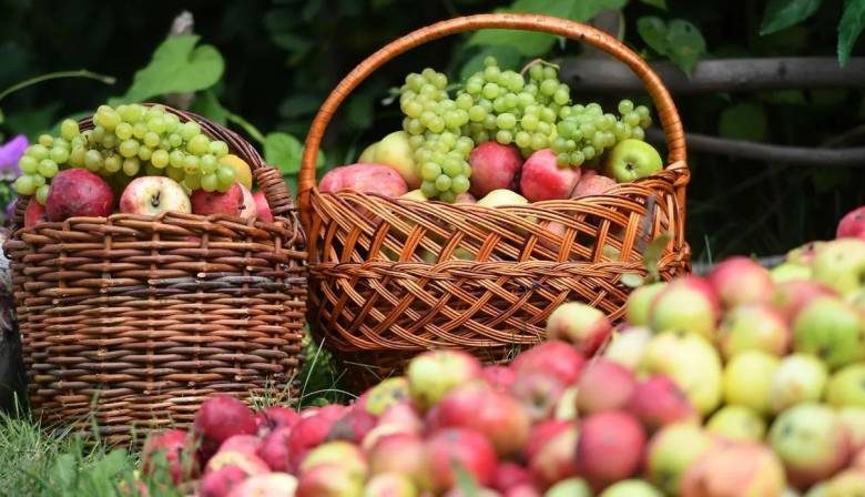 
Традиции Яблочного Спаса 19 августа: что можно освящать в церкви, кроме яблок                