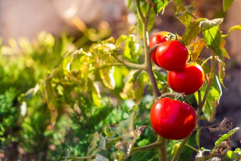 
Уход за помидорами в августе: что нужно сделать, чтобы получить богатый урожай томатов                