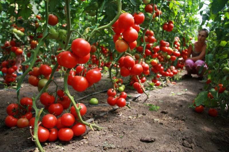 
Уход за помидорами в августе: что нужно сделать, чтобы получить богатый урожай томатов                