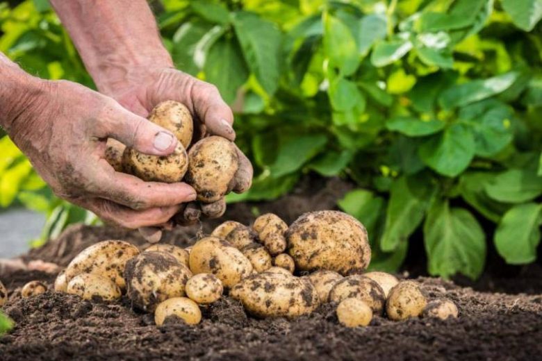 
Как правильно убирать картофель: секреты опытного агронома                