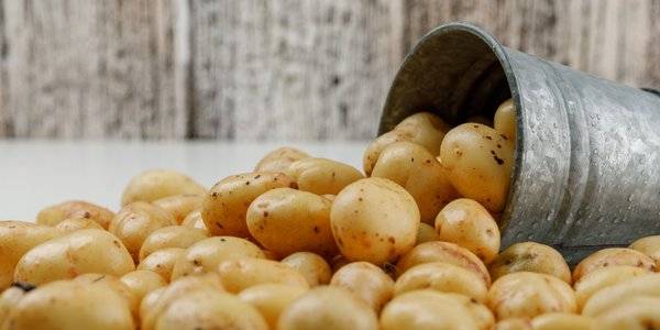 
Как правильно убирать картофель: секреты опытного агронома                