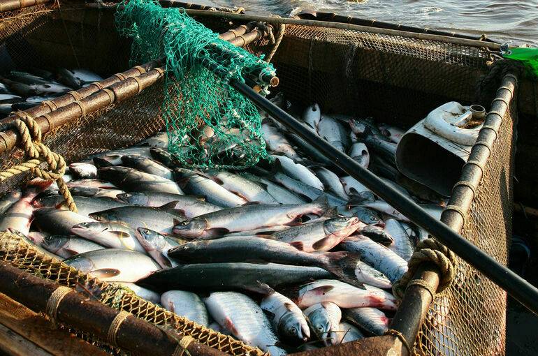 
Поставки японской рыбы под угрозой: что говорит Россельхознадзор                
