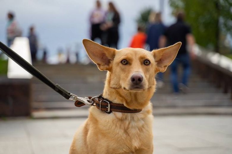 
Регистрация домашних собак в Подмосковье: хозяина найдут по чипу                