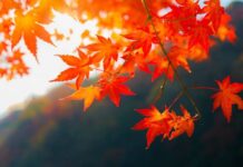 Гороскоп от Ирины Богдан на 9 октября 2023 года для всех знаков зодиака