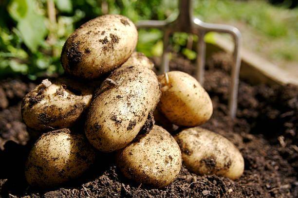 
Из-за чего картофель гниет в погребе и как это предотвратить                