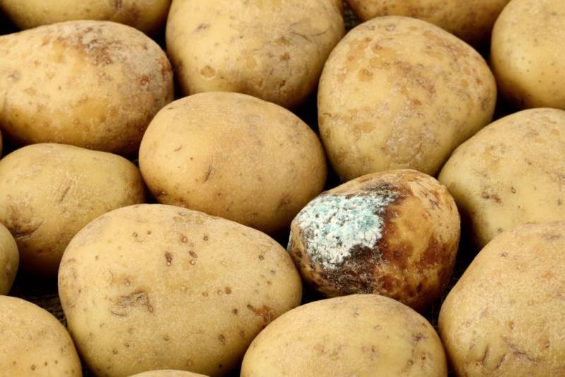 
Из-за чего картофель гниет в погребе и как это предотвратить                