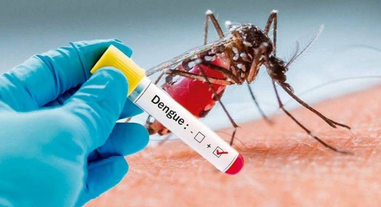 
Лихорадка денге: Тайвань атакуют заразные комары                