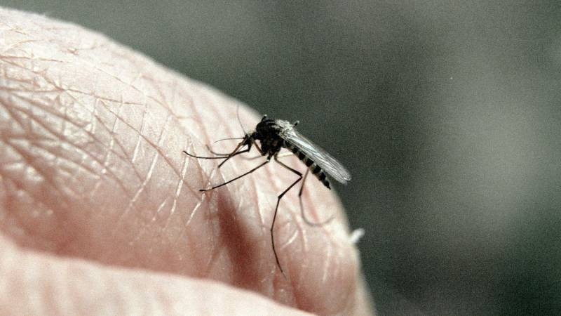 
Лихорадка денге: Тайвань атакуют заразные комары                