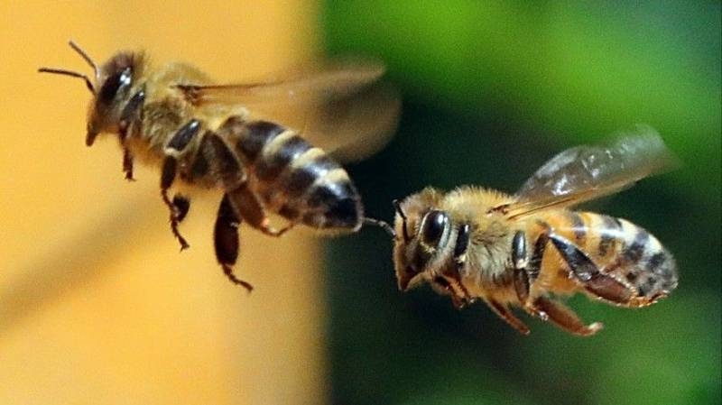 
Почему на День Савватия Пчельника 10 октября под запретом была любая работа, не связанная с пчелами                