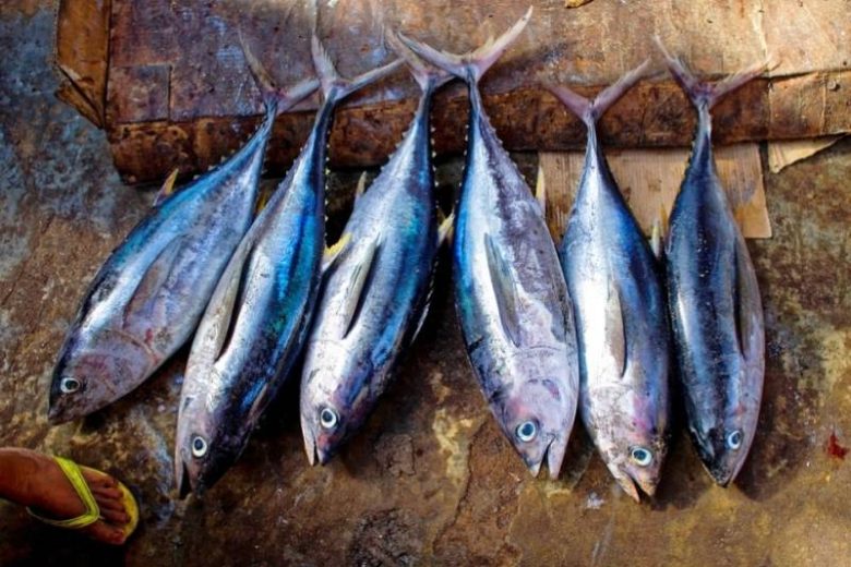 
Почему рыба может быть опасной для здоровья и какие виды лучше не есть: мнение токсиколога                