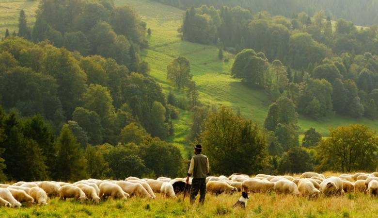 
День Авраамия Овчара 11 ноября: как пастухи защищали овец и почему не оставляли детей без присмотра                