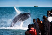 Как увидеть китов на Сахалине – туры для желающих