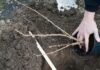 Всё о посадке саженцев смородины осенью