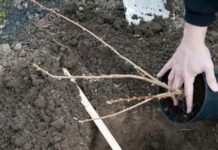Всё о посадке саженцев смородины осенью