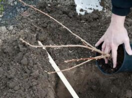 Всё о посадке саженцев смородины осенью