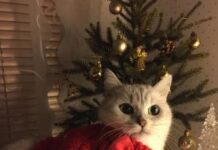 Как улучшить праздничное настроение и подготовиться к Новому году: советы психолога