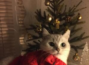 Как улучшить праздничное настроение и подготовиться к Новому году: советы психолога