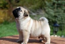 Плохое здоровье мопсов не снизило их популярность у людей