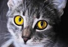 Кошки помогают детям с аутизмом справляться с болезнью