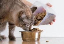 Строгая диета. Ученые удивили необходимым количеством кормлений кота в день