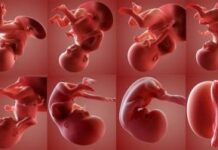 Этапы развития плода