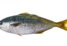 Рыба ударила по лицу министра обороны Молдовы