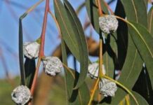 Очищающий эвкалипт