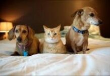 В Украине хотят посчитать и зарегистрировать котов и собак: сколько это будет стоить для хозяев