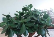 Лечит геморрой, герпес и ангину: секреты «денежного дерева»