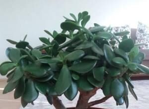 Лечит геморрой, герпес и ангину: секреты «денежного дерева»