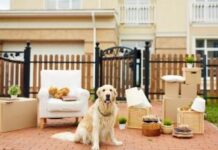 Что необходимо знать арендатору с домашним животным?